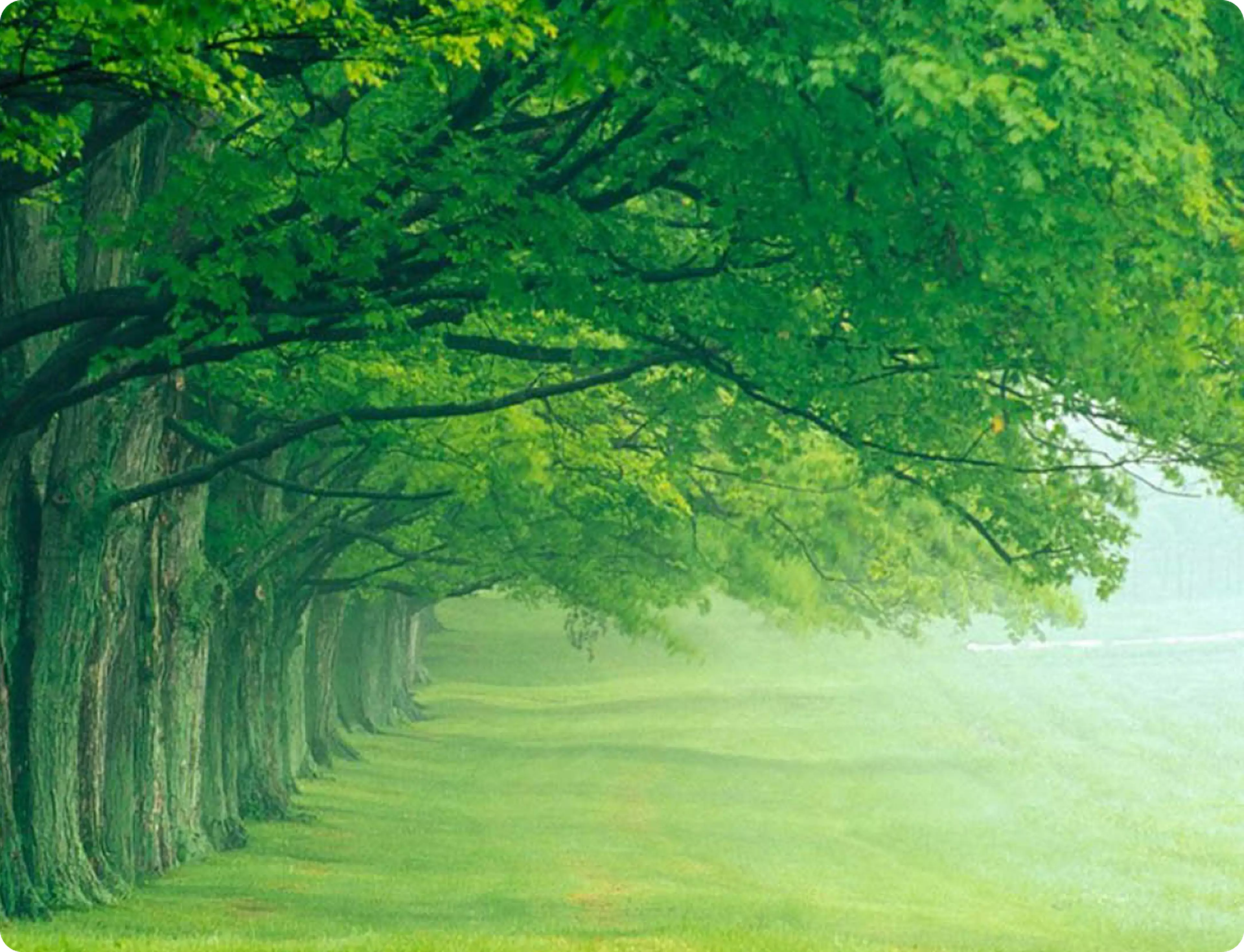 17K trees saved thanks to online assessments