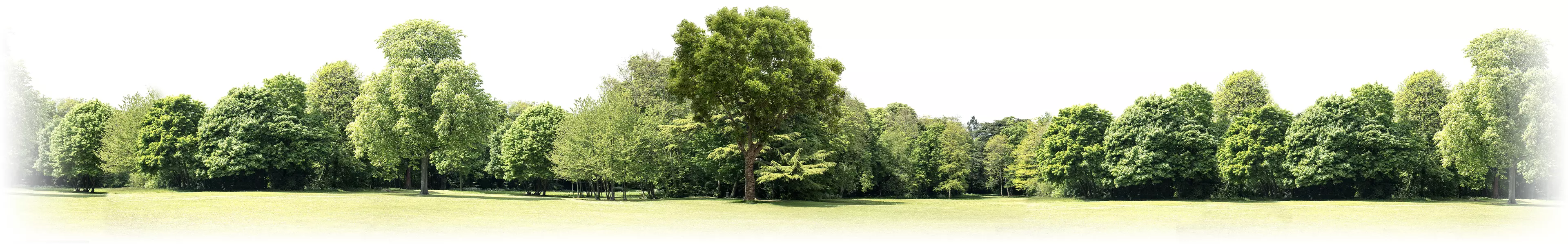 Tall, green trees in a forest.